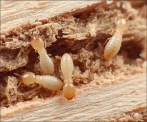 Como identificar cupim em madeira com sinais de infestação
