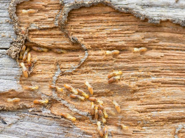 Cupim de madeira seca em madeira infestada